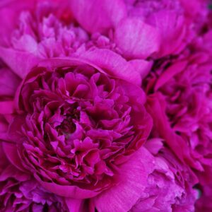 Peony Flower Subscription (click for details)